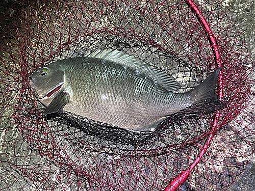 クチブトグレの釣果