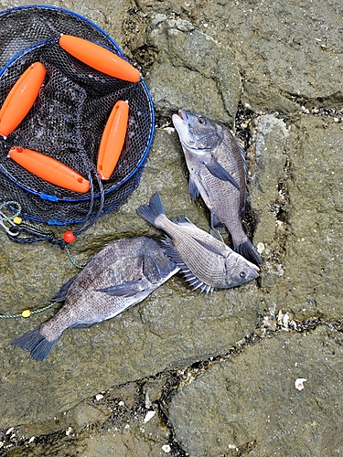 チヌの釣果