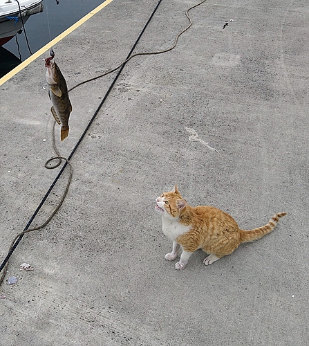 アイナメの釣果