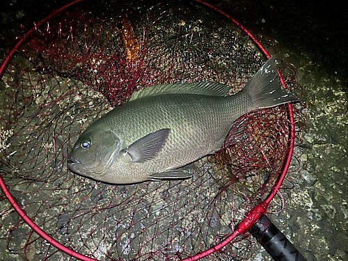 クチブトグレの釣果