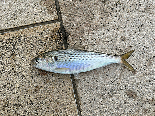 コノシロの釣果