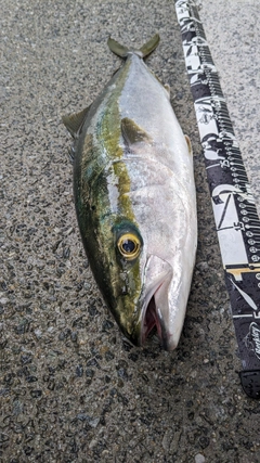 ハマチの釣果