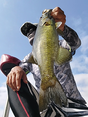 スモールマウスバスの釣果