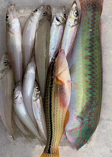 キスの釣果