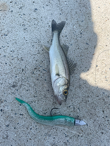 セイゴ（マルスズキ）の釣果