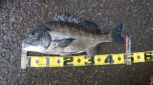 クロダイの釣果