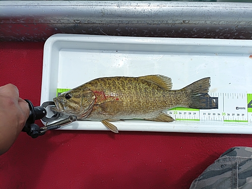 スモールマウスバスの釣果