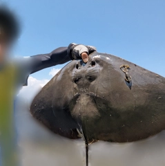 ツバクロエイの釣果