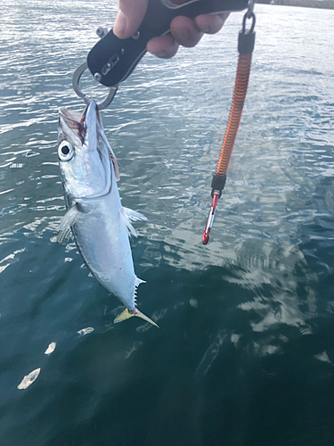 サバの釣果