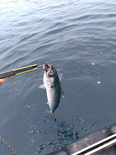 ゴマサバの釣果