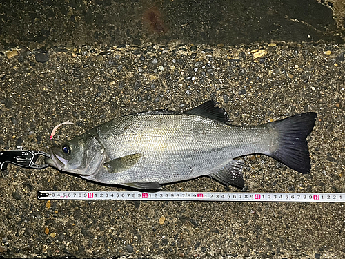 セイゴ（ヒラスズキ）の釣果