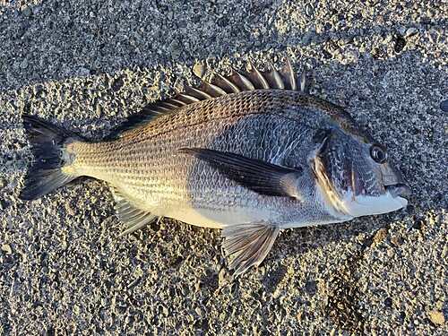 クロダイの釣果