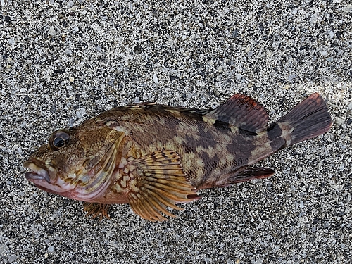 カサゴの釣果