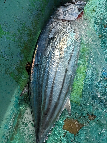 カツオの釣果