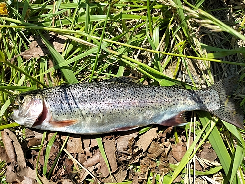 ニジマスの釣果