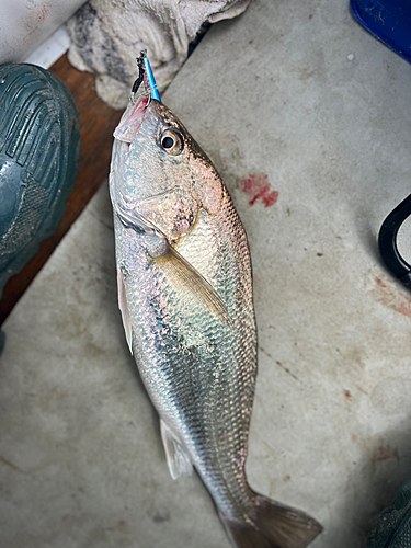 イシモチの釣果