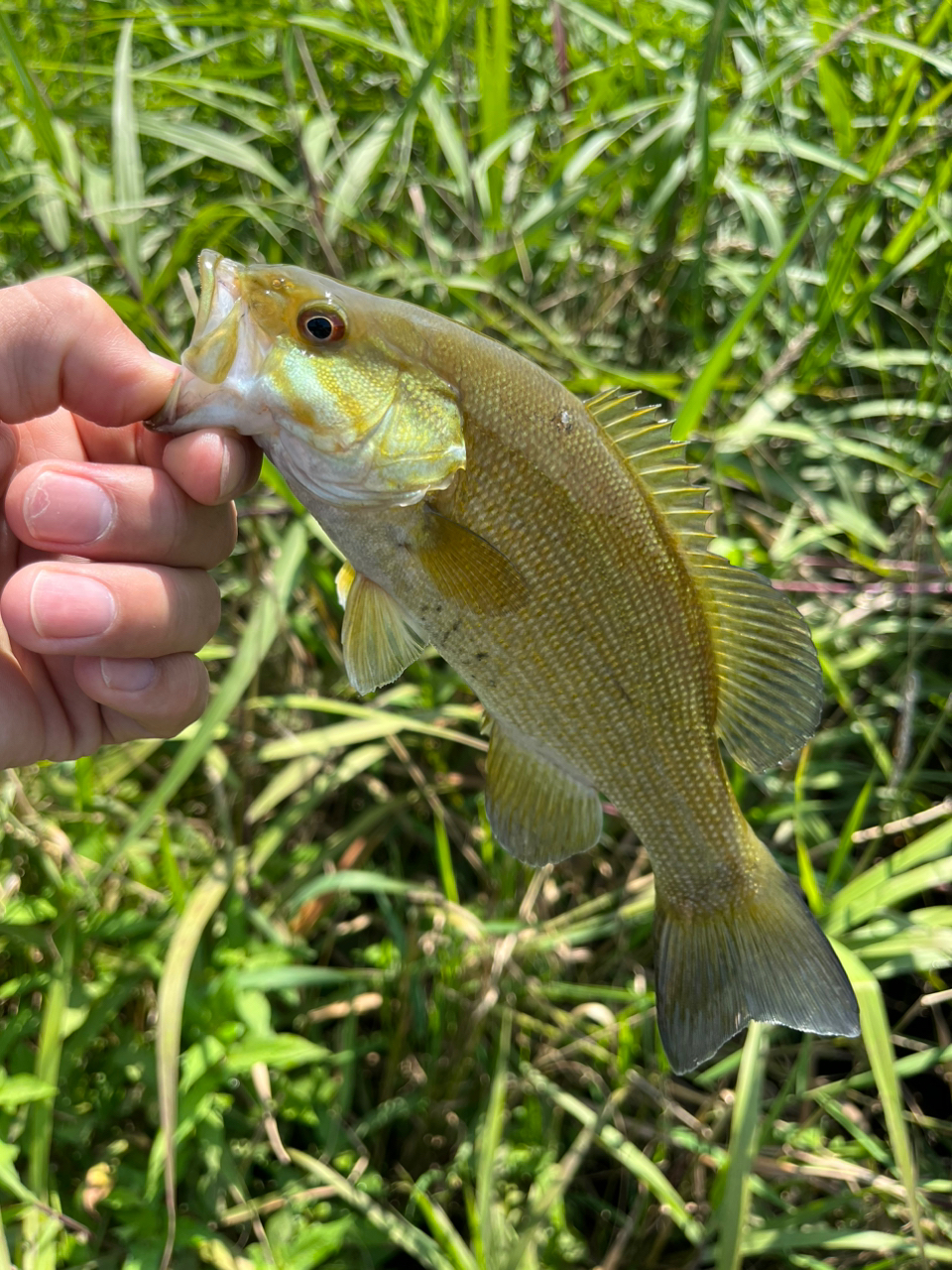 スモールマウスバス