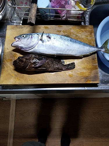 イナダの釣果