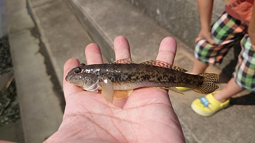 マハゼの釣果