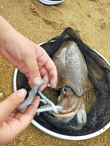 モンゴウイカの釣果