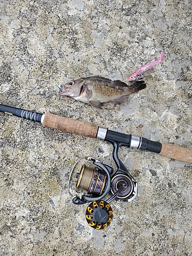 エゾメバルの釣果