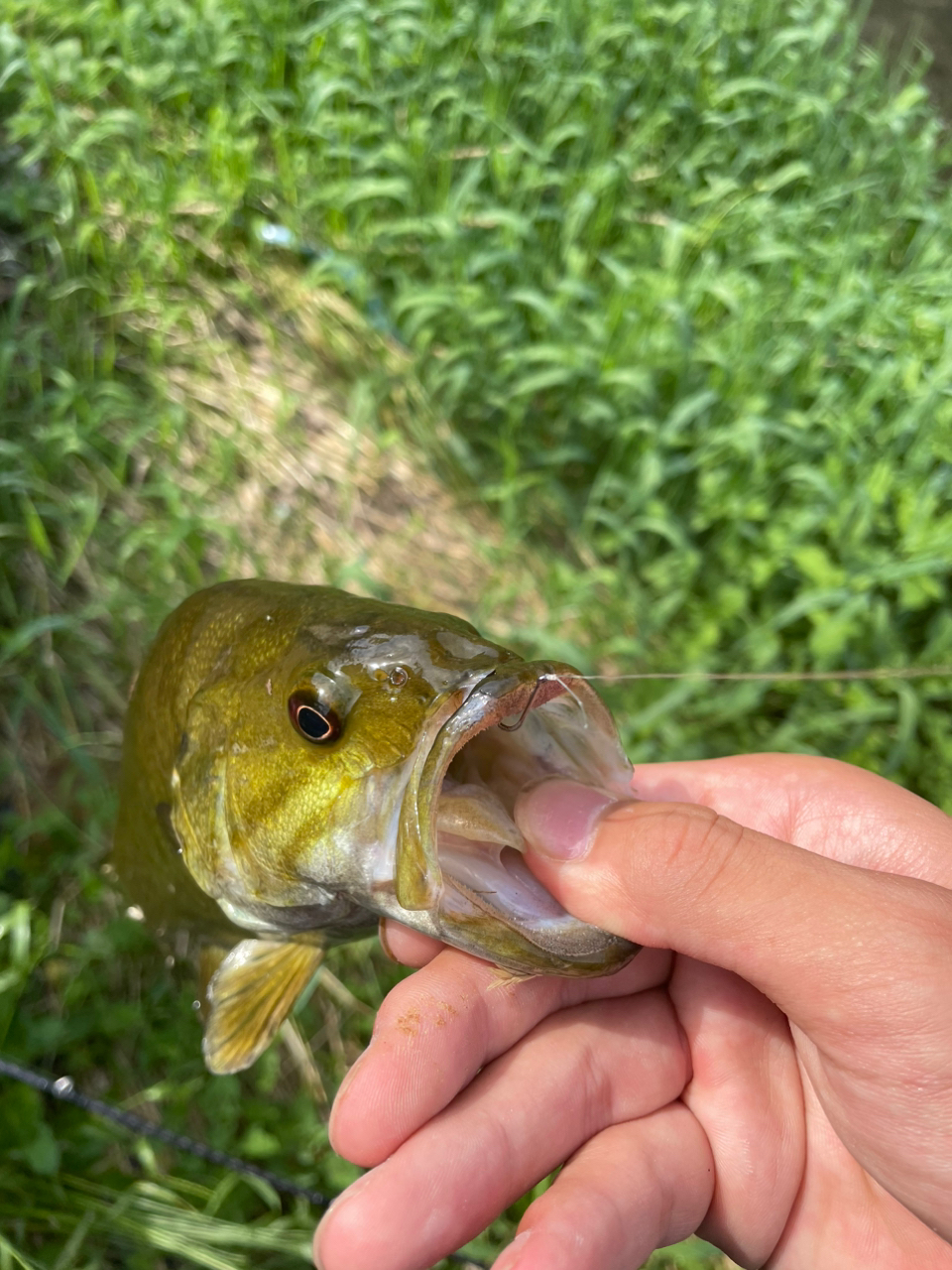 スモールマウスバス