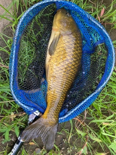 コイの釣果