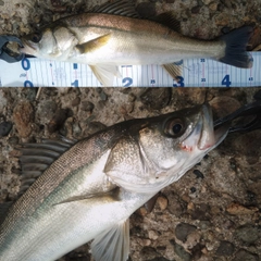 シーバスの釣果