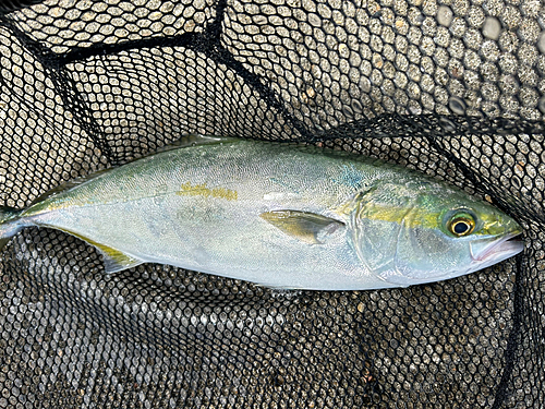 イナダの釣果