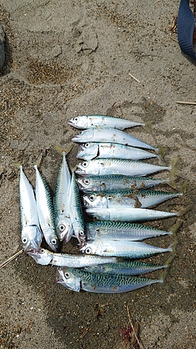 サバの釣果