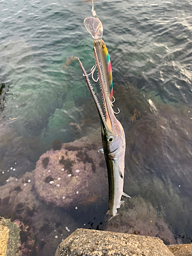 ダツの釣果