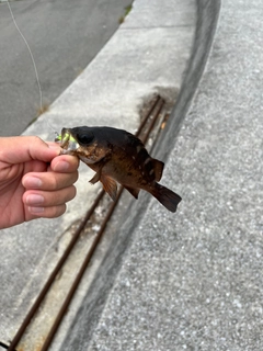 アカメバルの釣果