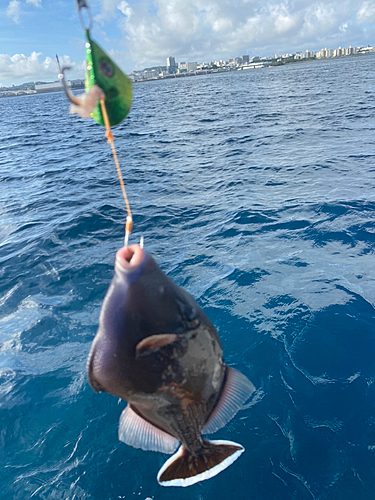 カワハギの釣果