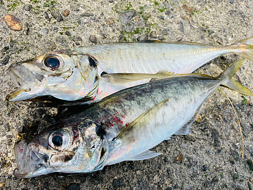 マアジの釣果