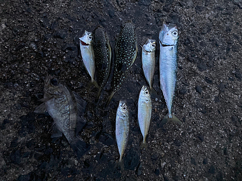 アジの釣果