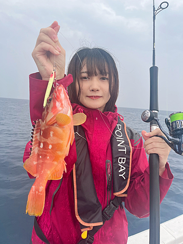 アカハタの釣果