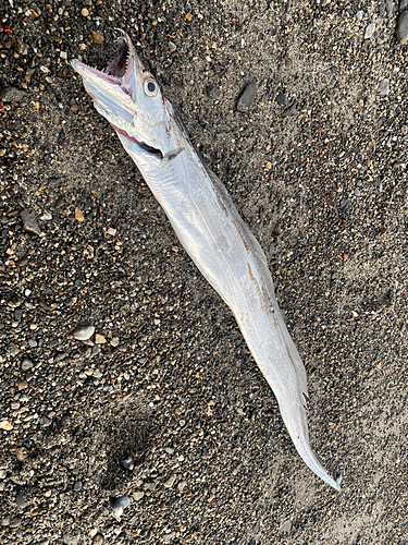 タチウオの釣果