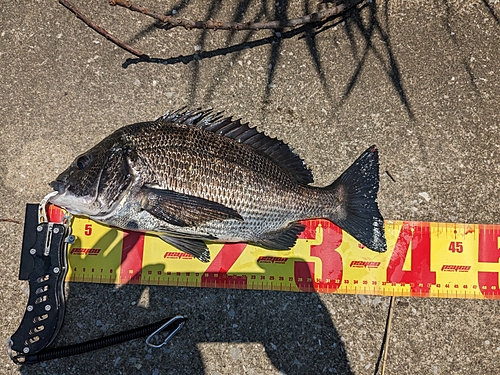 チヌの釣果