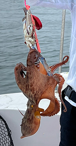 マダコの釣果