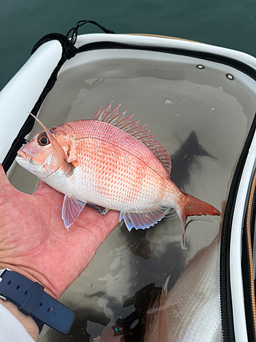 マダイの釣果