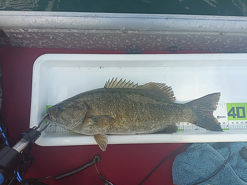 スモールマウスバスの釣果