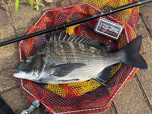 チヌの釣果