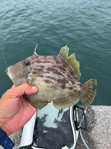 カワハギの釣果