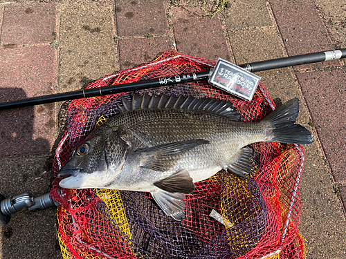 チヌの釣果