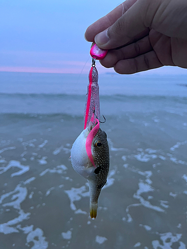 クサフグの釣果