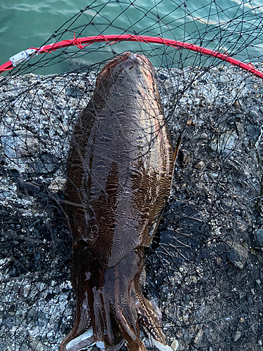 モンゴウイカの釣果