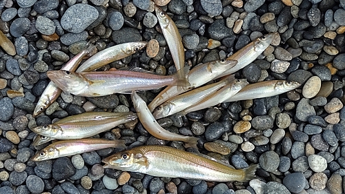 キスの釣果