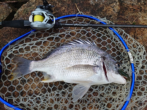 キビレの釣果