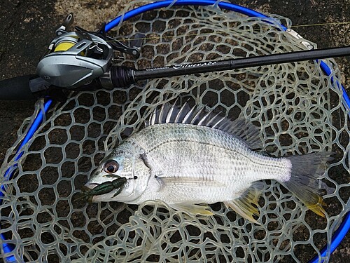 キビレの釣果