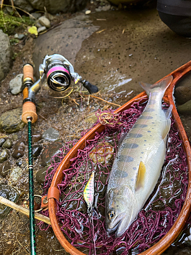 ヤマメの釣果